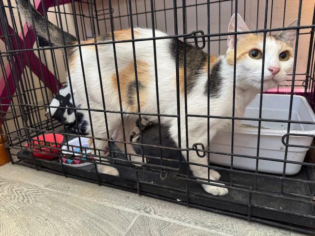 Precious, a Adoptable Calico in Williamsburg, NM image 1/4