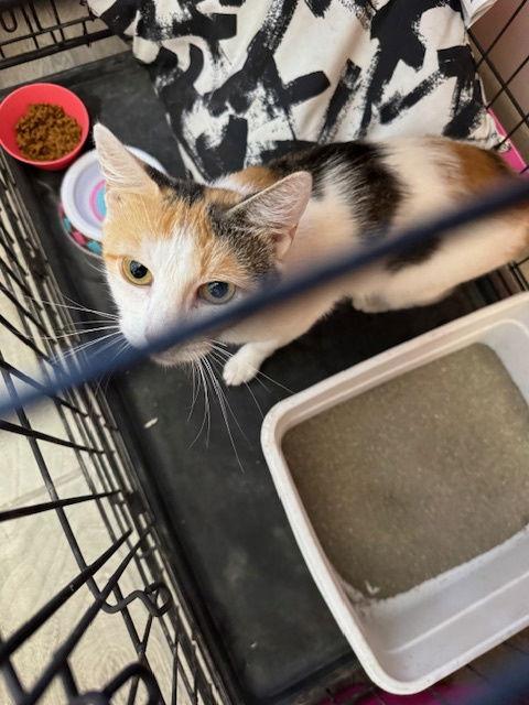 Precious, a Adoptable Calico in Williamsburg, NM image 2/4