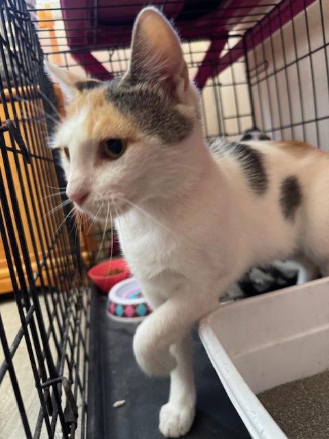 Precious, a Adoptable Calico in Williamsburg, NM image 3/4