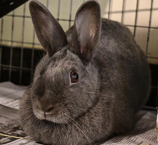Enlarge Elizabunth, a Adoptable American in Bellingham, WA image 2/3