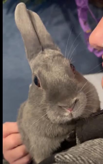 Enlarge Elizabunth, a Adoptable American in Bellingham, WA image 1/3