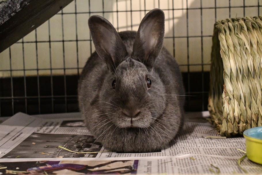 Enlarge Elizabunth, a Adoptable American in Bellingham, WA image 3/3