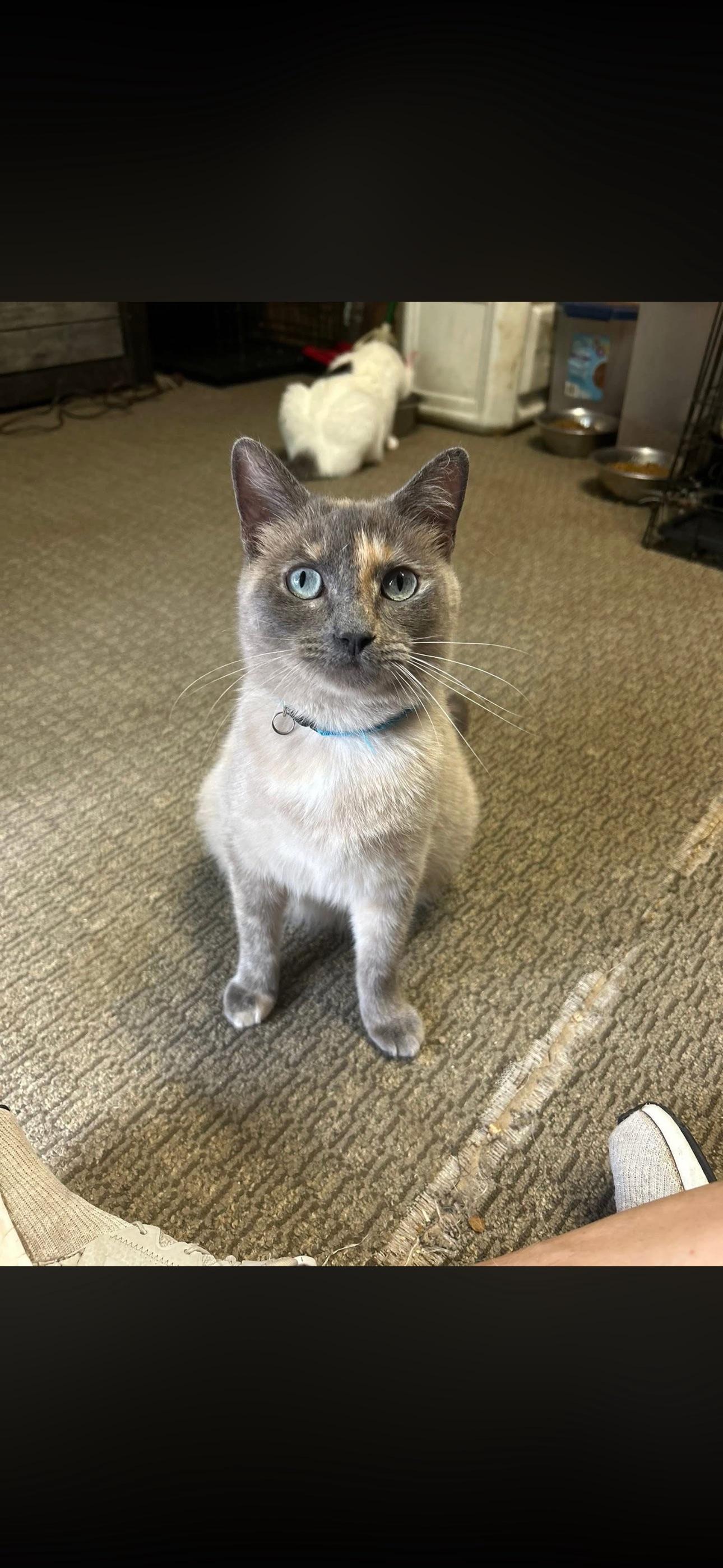 Ming, ADOPTABLE, Adult Female Siamese & Tabby.