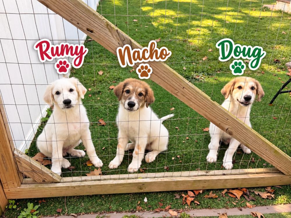 Enlarge The Rock Litter, a Adoptable Great Pyrenees in Atlanta, GA image 3/3