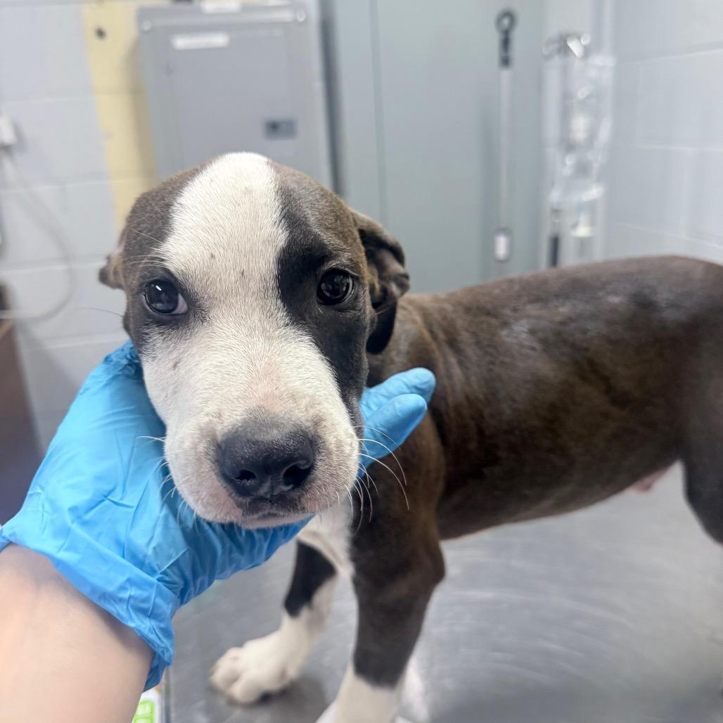 Enlarge Barrel, a Adoptable Mixed Breed in Summerville, SC image 1/1