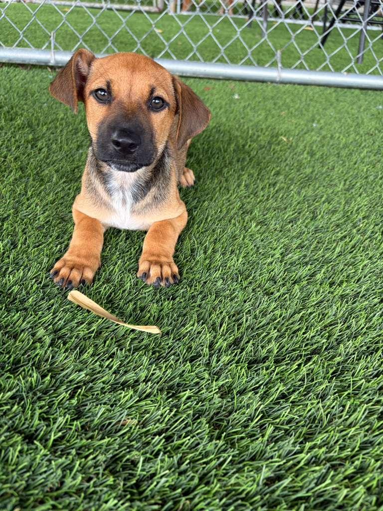 Enlarge Garett, a Adopted Mixed Breed in Morristown, NJ image 4/6
