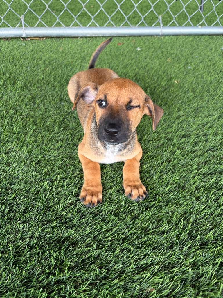 Enlarge Garett, a Adopted Mixed Breed in Morristown, NJ image 6/6