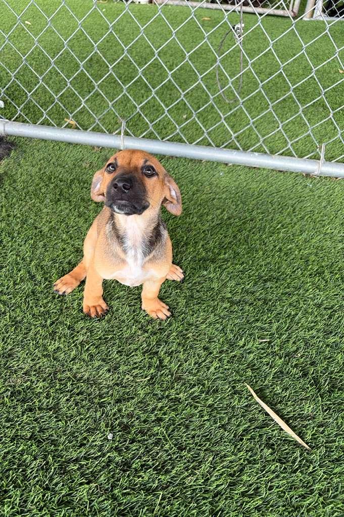 Enlarge Garett, a Adopted Mixed Breed in Morristown, NJ image 2/6