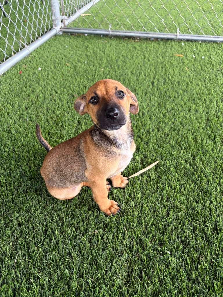 Enlarge Garett, a Adopted Mixed Breed in Morristown, NJ image 5/6