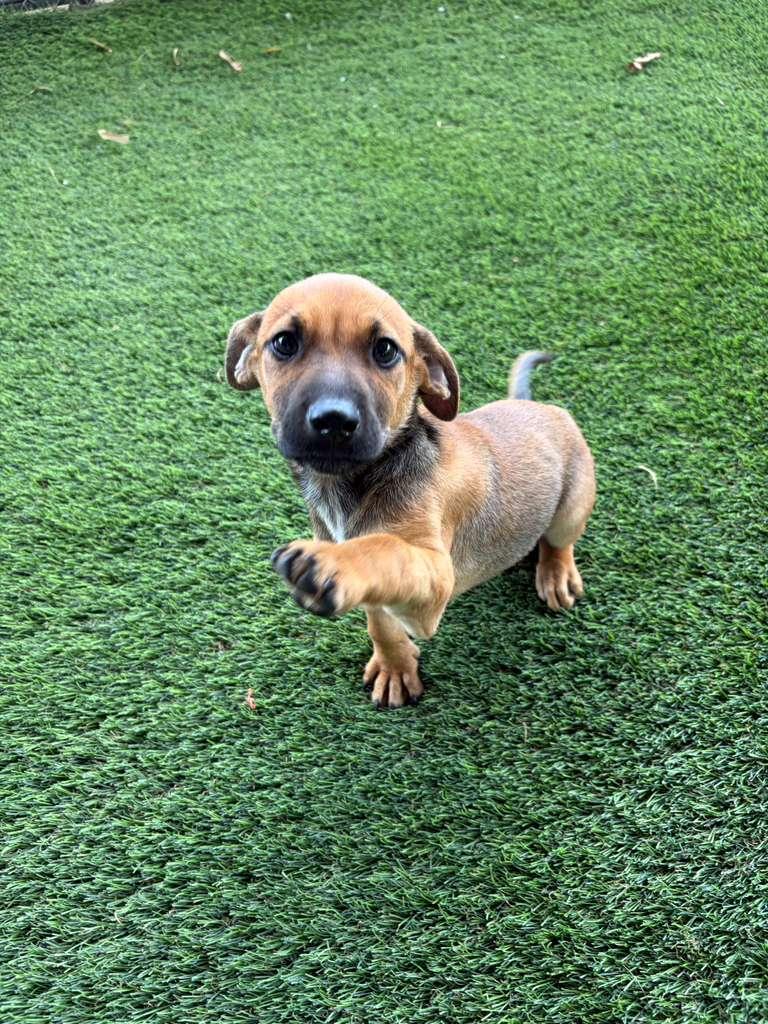 Enlarge Garett, a Adopted Mixed Breed in Morristown, NJ image 3/6