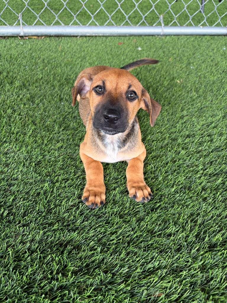 Garett, Adopted, Puppy Male Mixed Breed.