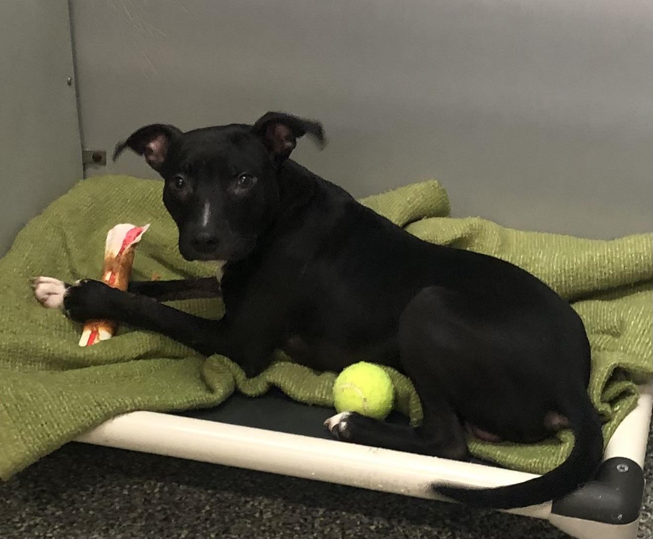 Enlarge Alvin, an adopted mixed breed in Parma, OH image 1/2