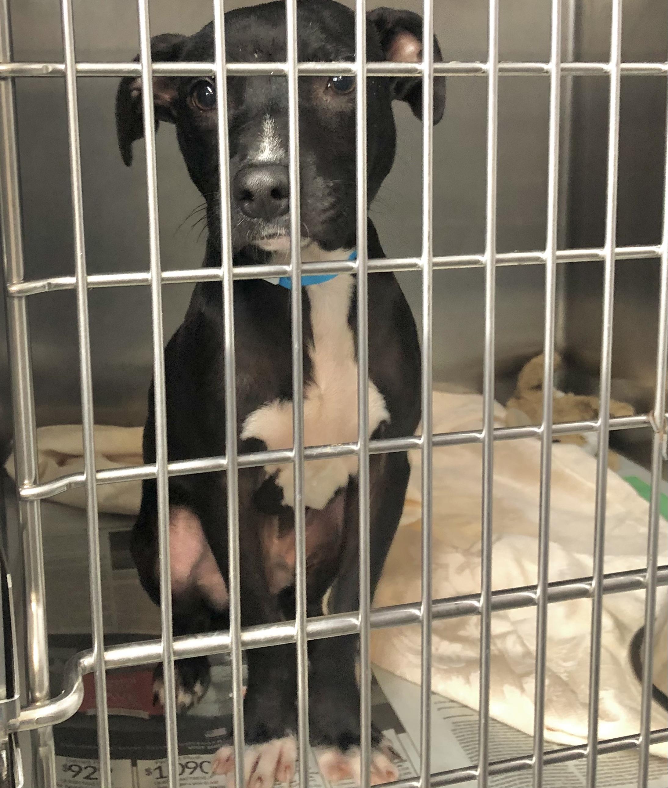 Enlarge Alvin, a Adoptable mixed breed in Parma, OH image 1/1