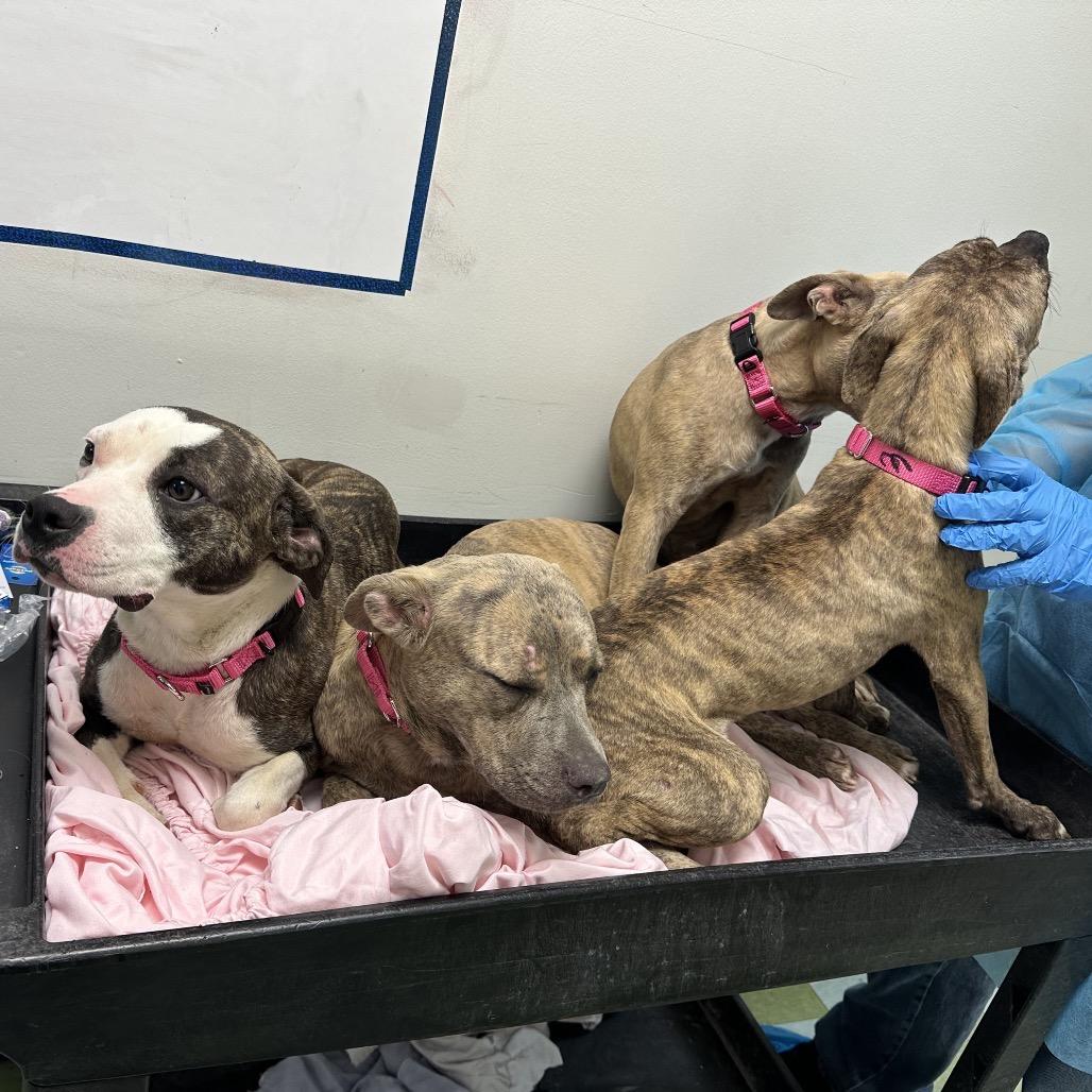 Cricket, Adoptable, Young Female Pit Bull Terrier.