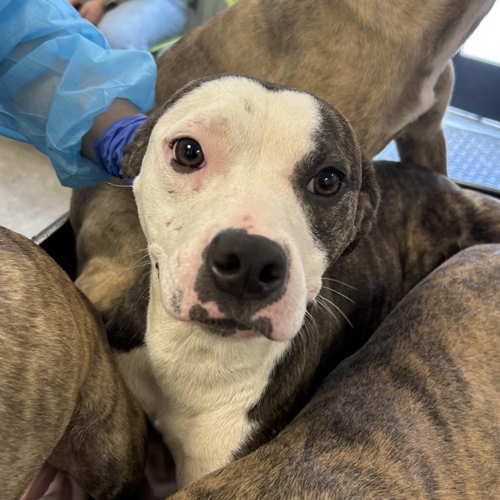 Enlarge Cricket, a Adoptable Pit Bull Terrier in West Chester, PA image 3/3