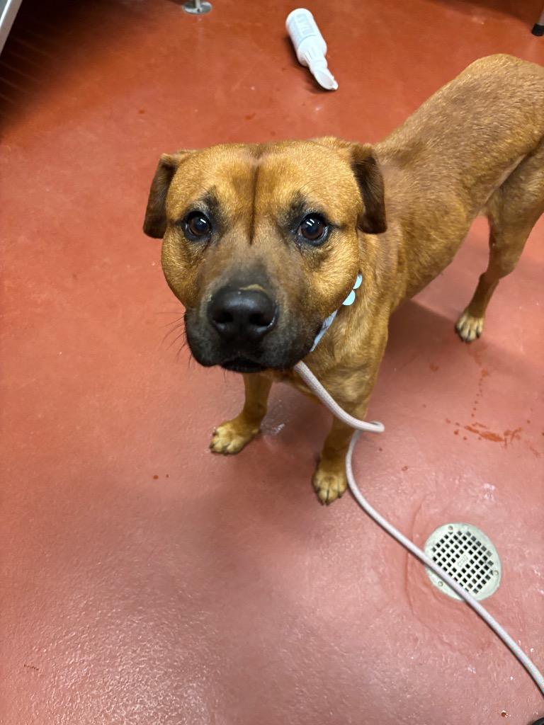 Lou, a Adoptable mixed breed in Douglasville, GA image 1/4