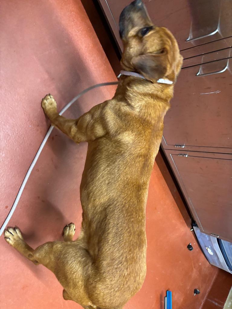 Lou, a Adoptable mixed breed in Douglasville, GA image 2/4