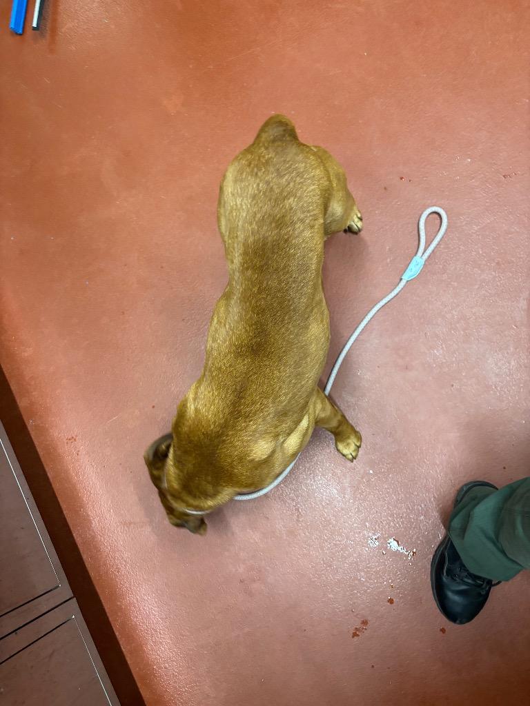 Lou, a Adoptable mixed breed in Douglasville, GA image 3/4