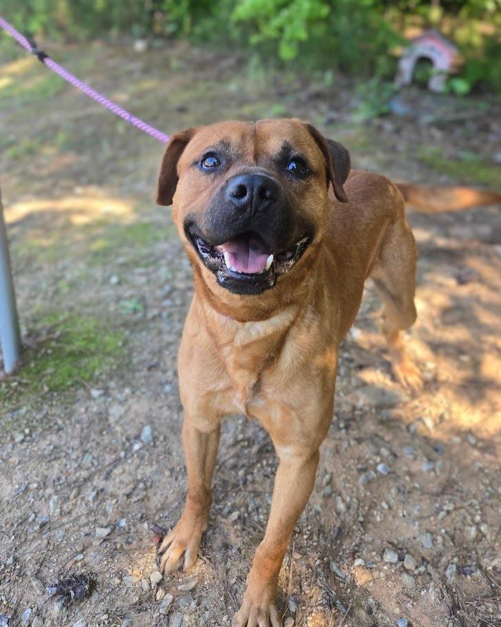 Lou, Adoptable, Young Male Mixed Breed.