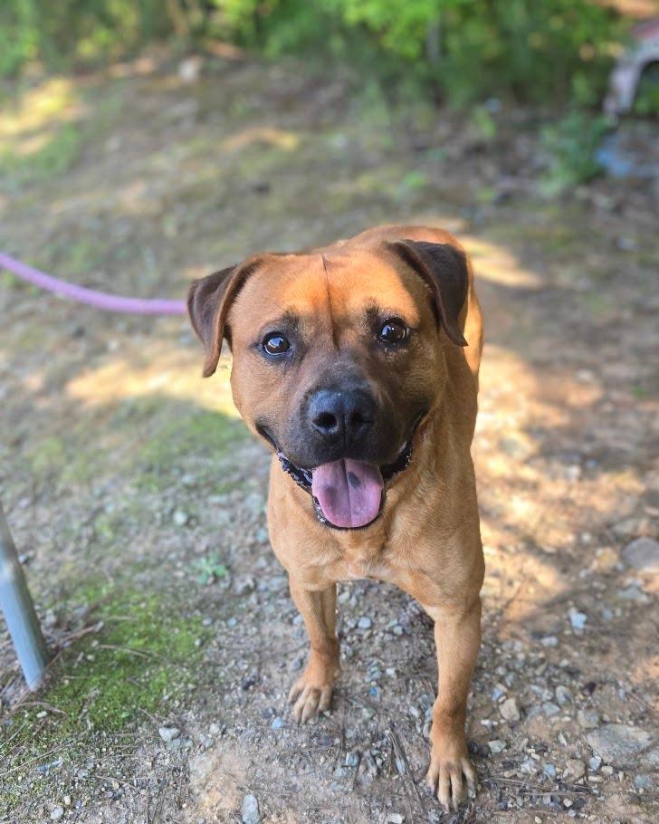 Lou, a Adoptable mixed breed in Douglasville, GA image 2/2