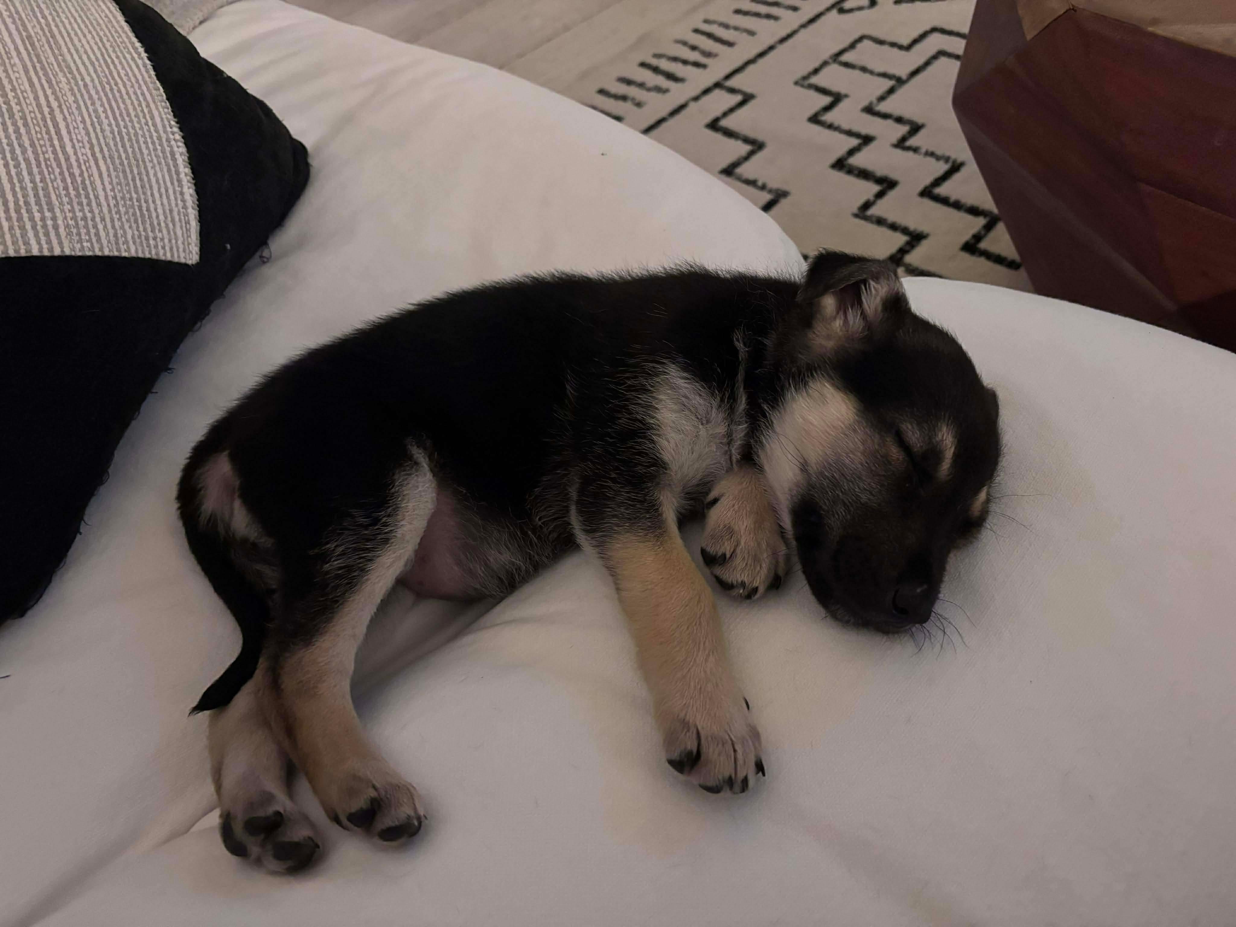 Chi, Adoptable, Puppy Female German Shepherd Dog & Husky.