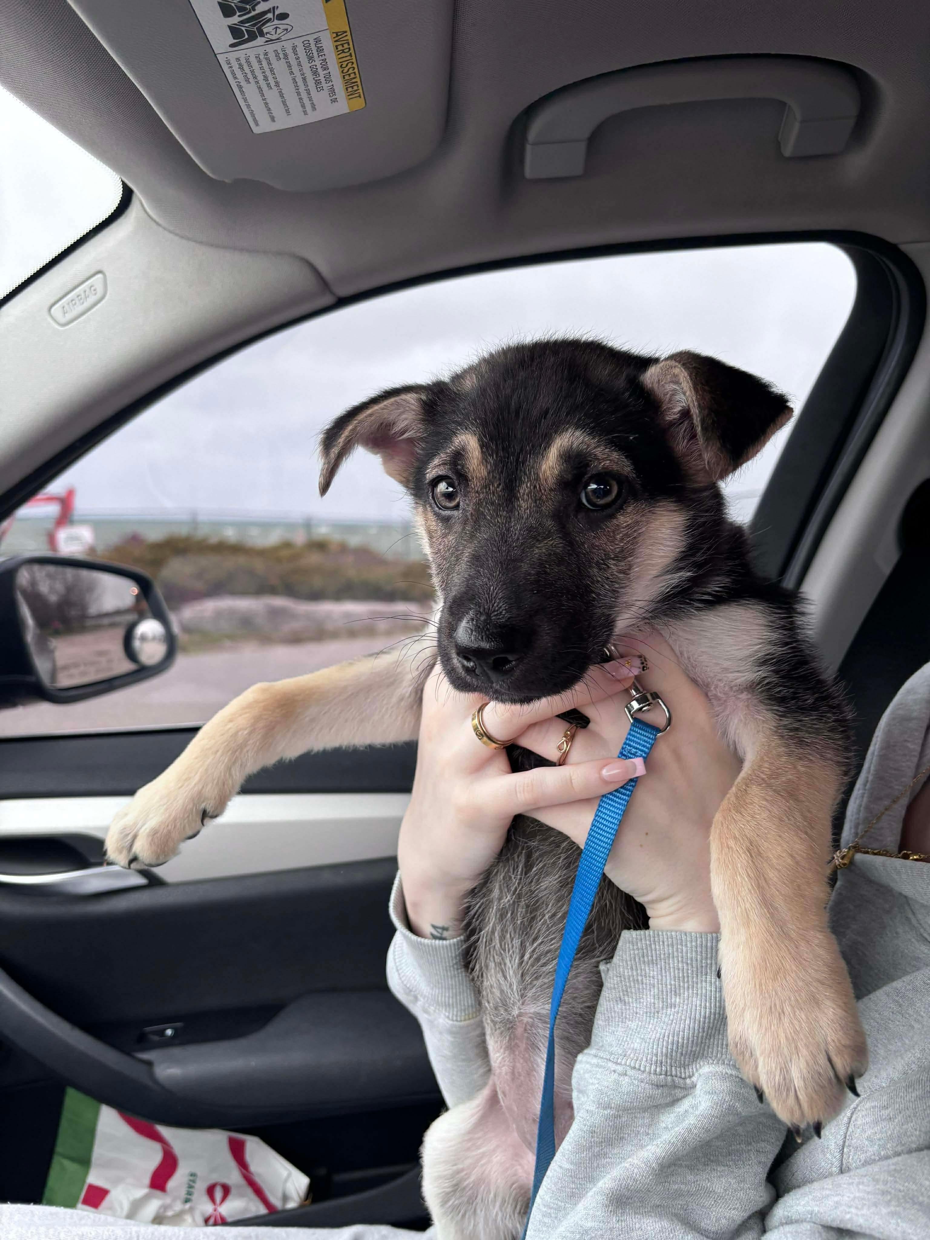 Chi, a Adoptable mixed breed in Barrie, ON image 2/6