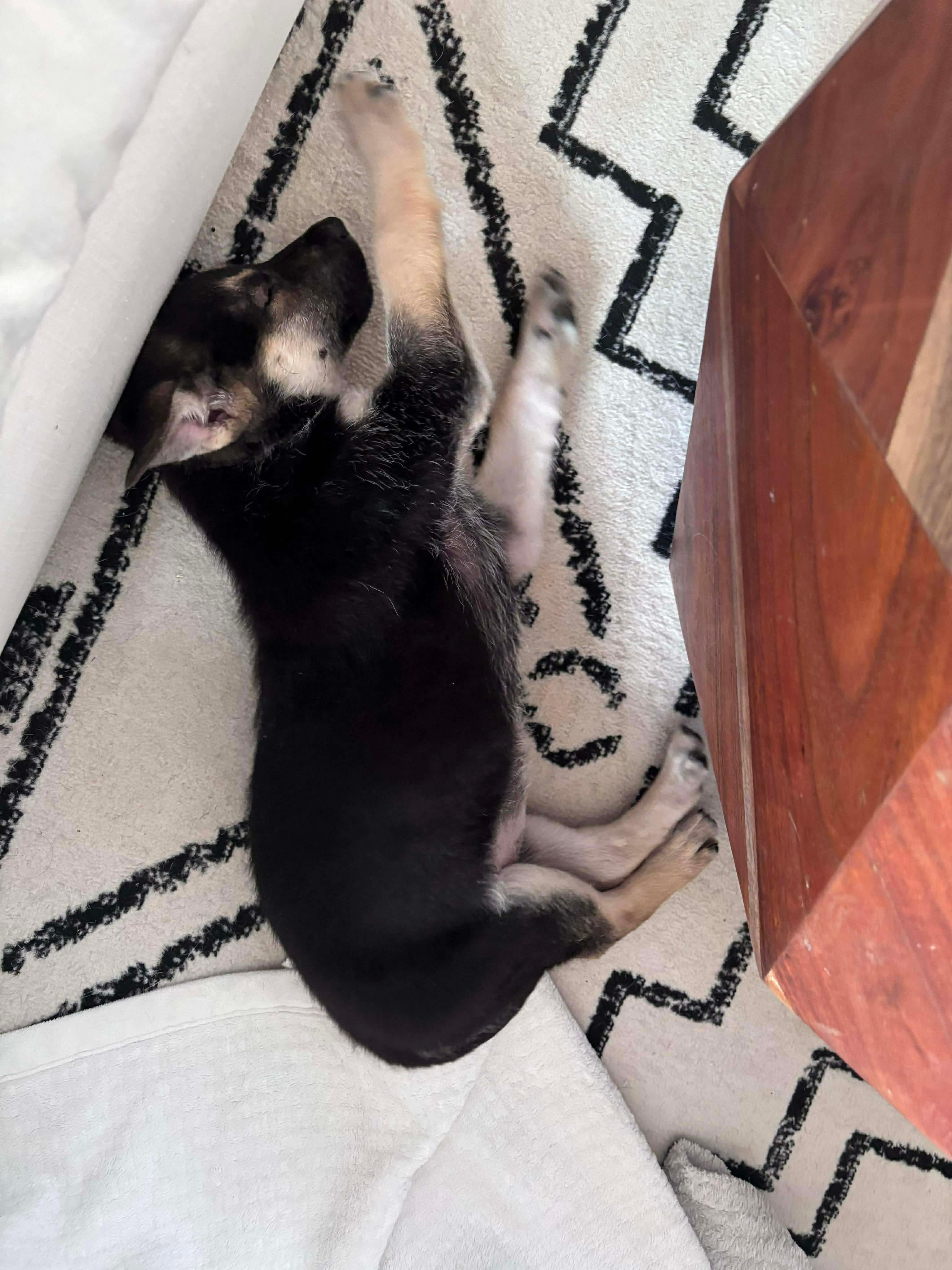 Chi, a Adoptable mixed breed in Barrie, ON image 3/6