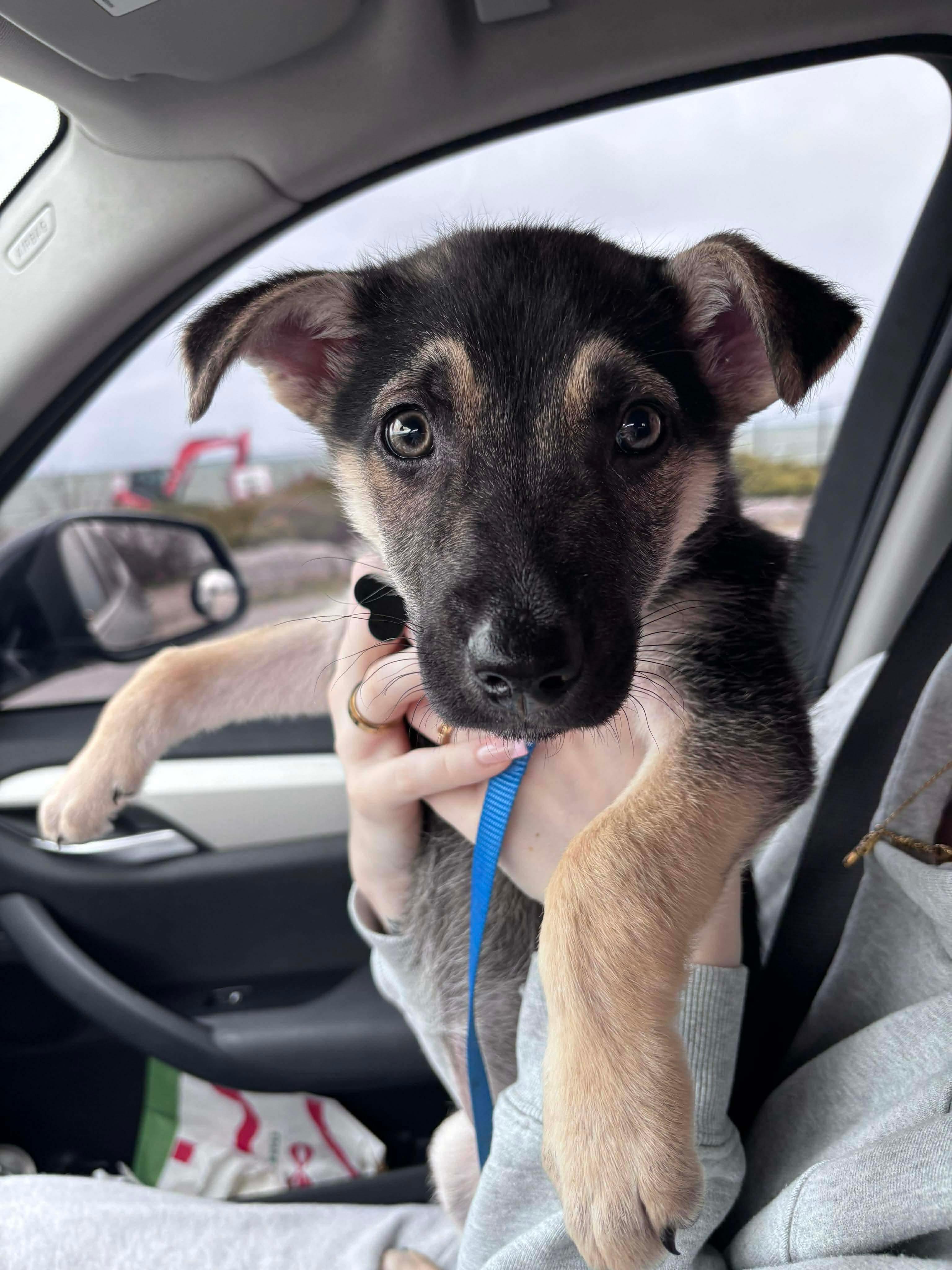 Chi, a Adoptable mixed breed in Barrie, ON image 4/6