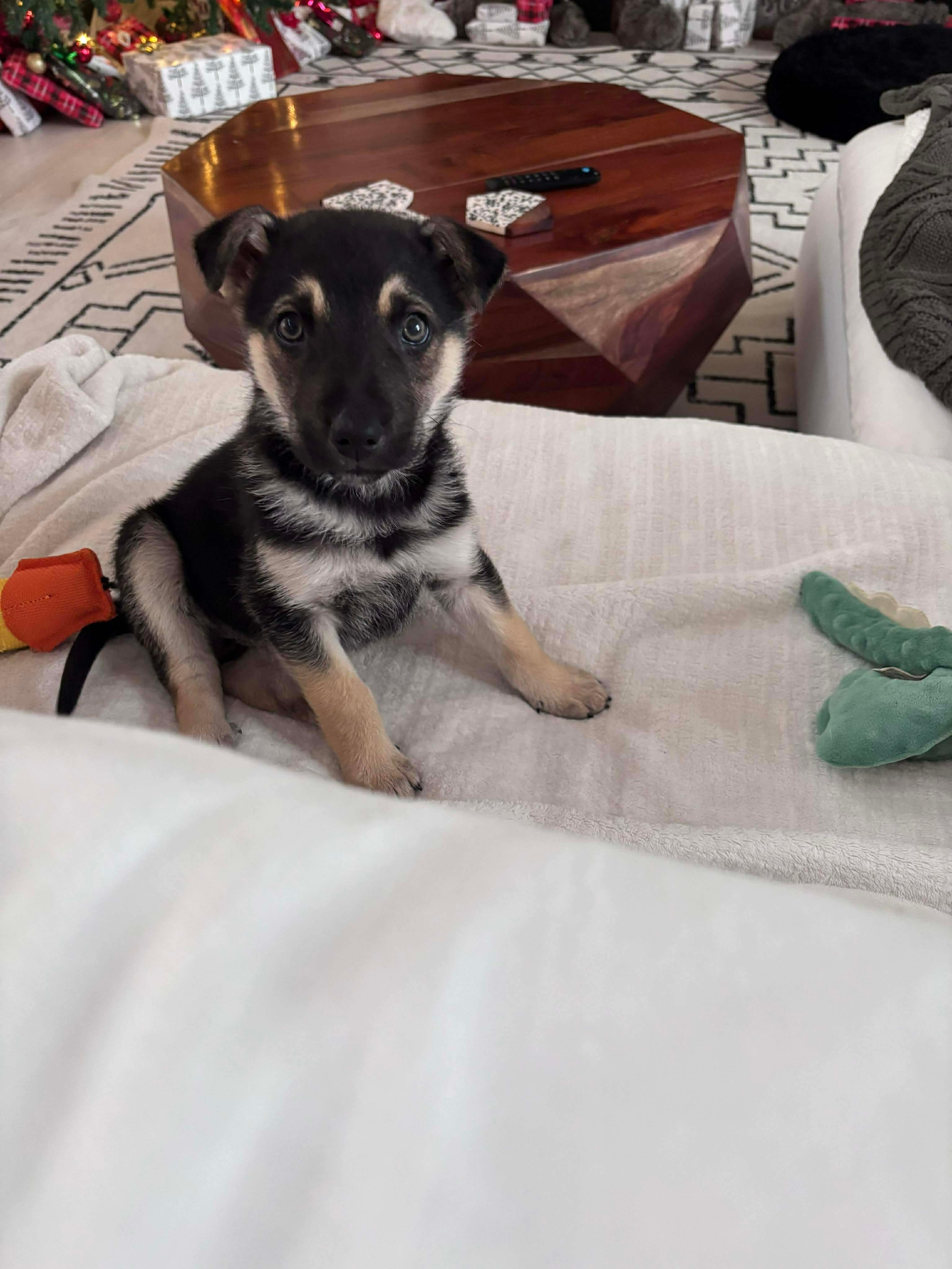 Chi, a Adoptable mixed breed in Barrie, ON image 5/6