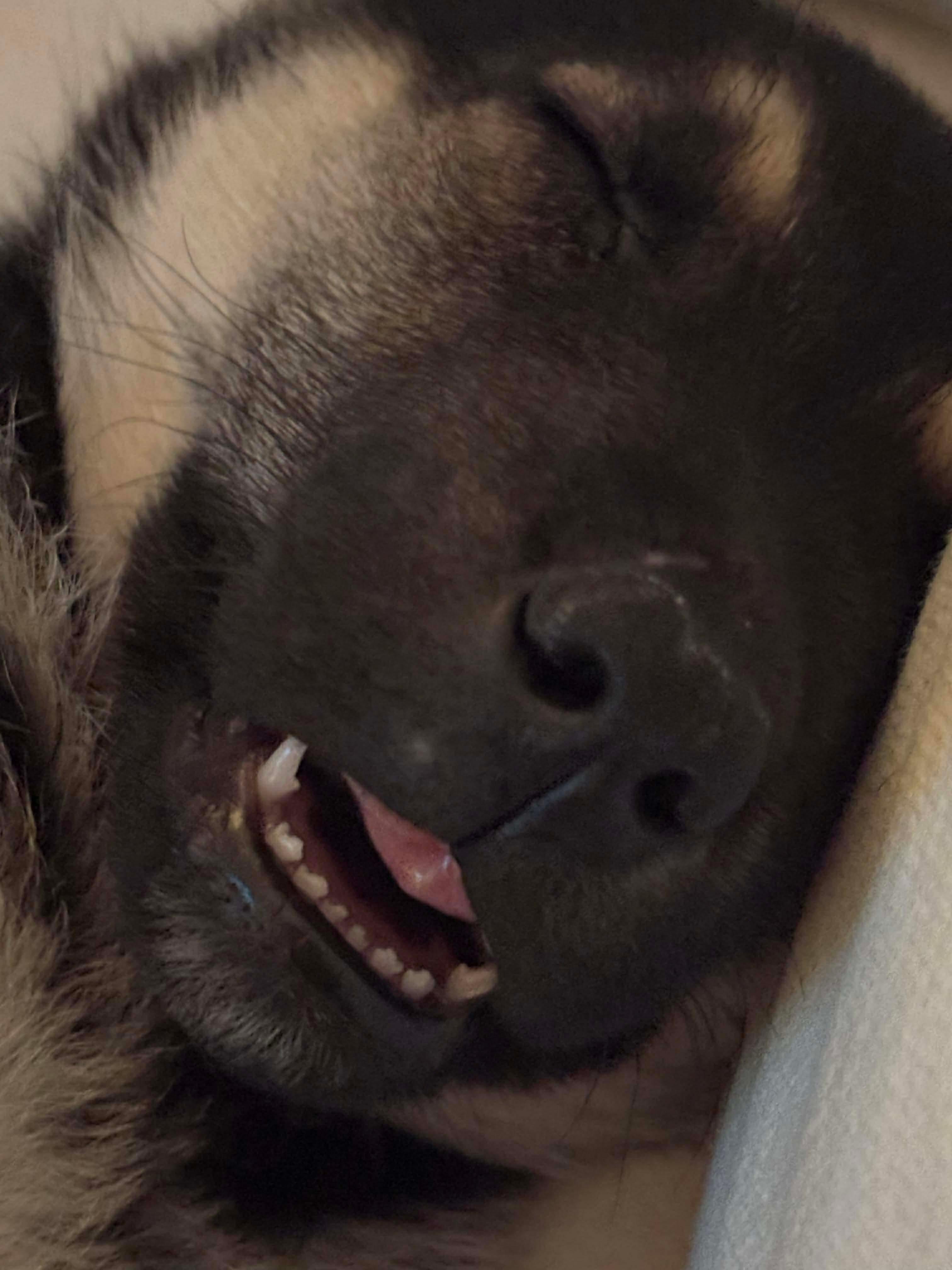 Chi, a Adoptable mixed breed in Barrie, ON image 6/6