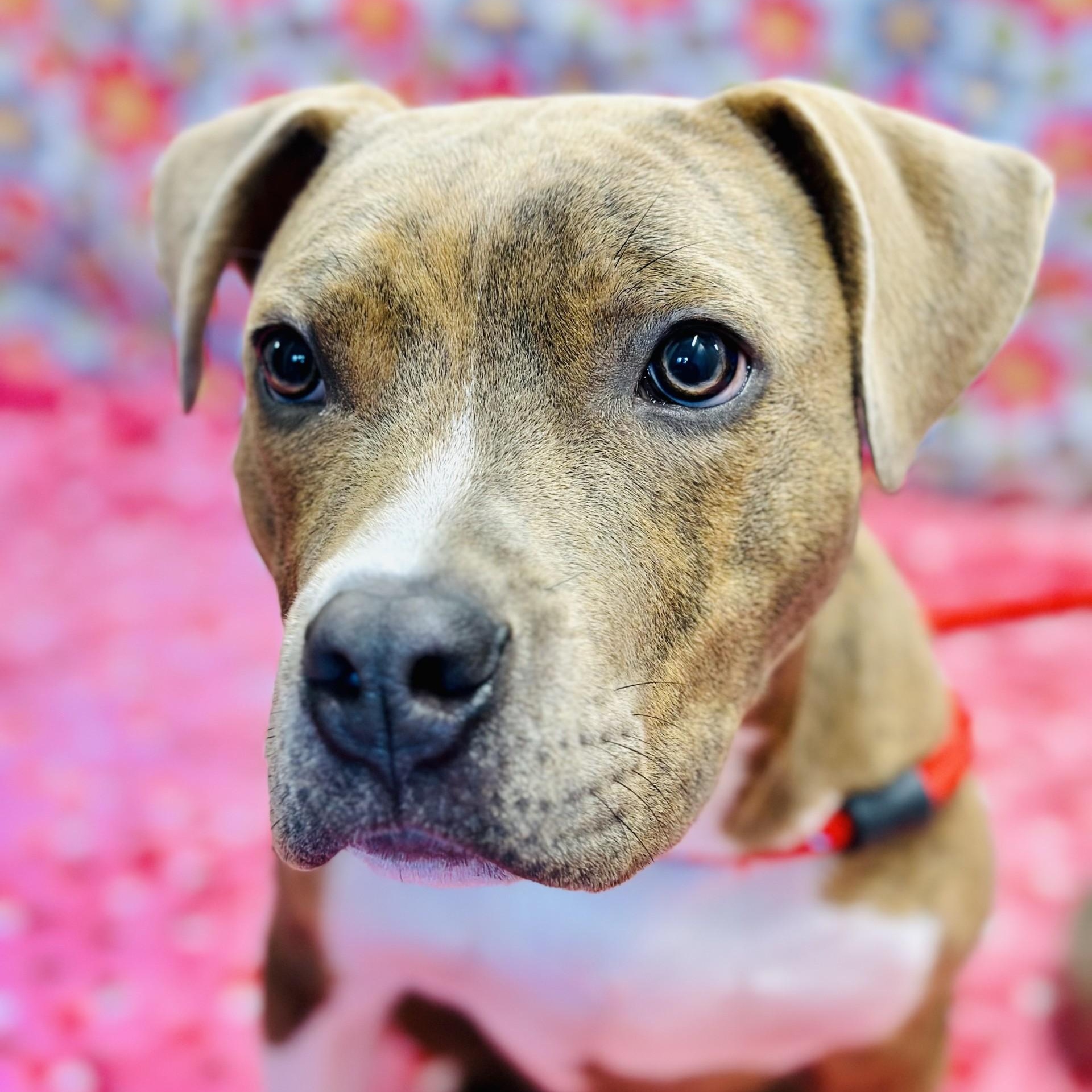 Stax, an adopted Pit Bull Terrier in Jackson, NJ image 1/2