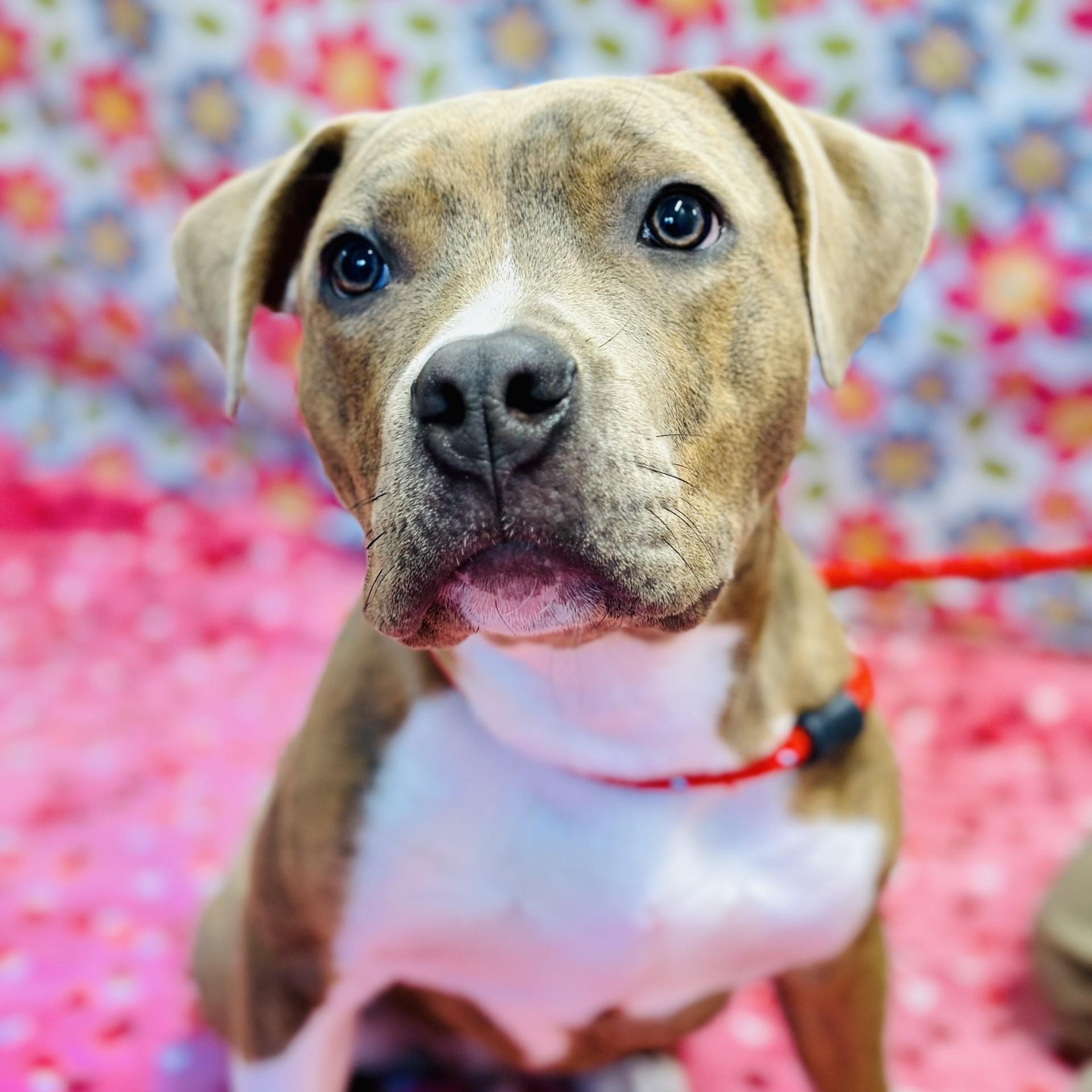 Stax, an adopted Pit Bull Terrier in Jackson, NJ image 2/2