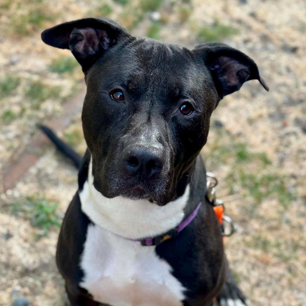Cedar, Adoptable, Adult Male Pit Bull Terrier & Mixed Breed.