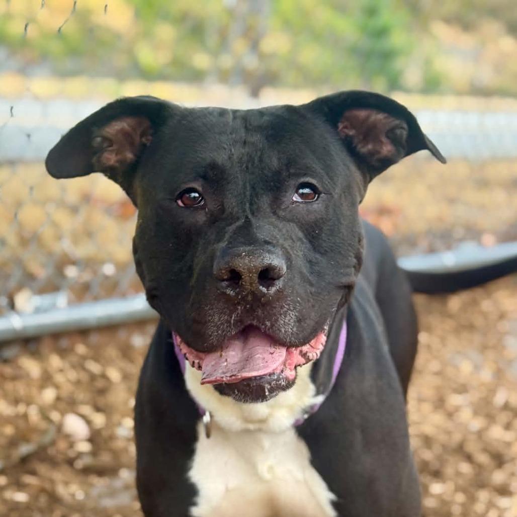 Enlarge Cedar, a Adoptable mixed breed in Tacoma, WA image 2/4