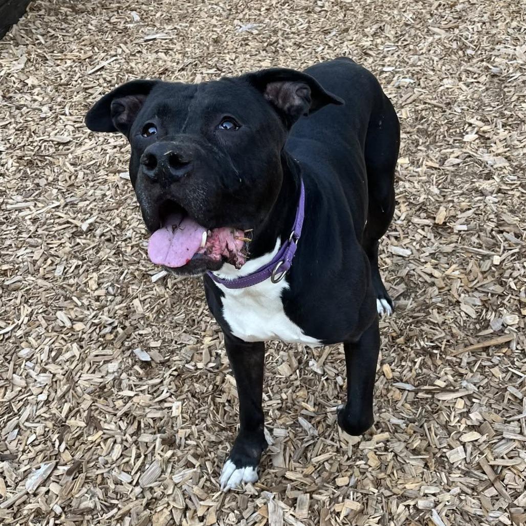 Enlarge Cedar, a Adoptable mixed breed in Tacoma, WA image 3/4