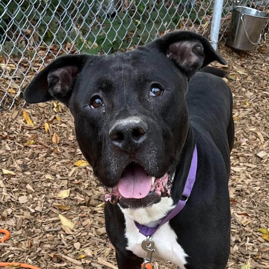 Enlarge Cedar, a Adoptable mixed breed in Tacoma, WA image 4/4