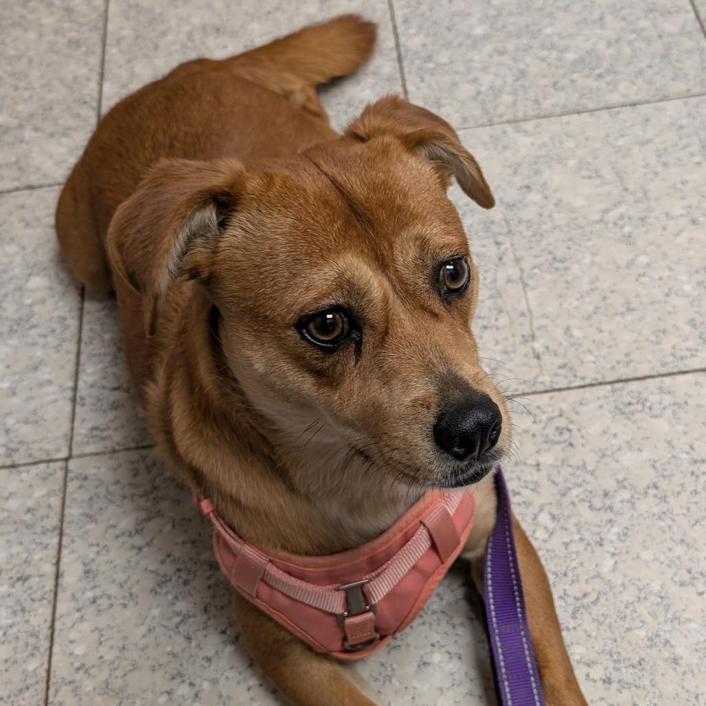 Enlarge Boo, a Adoptable mixed breed in Walden, NY image 1/3