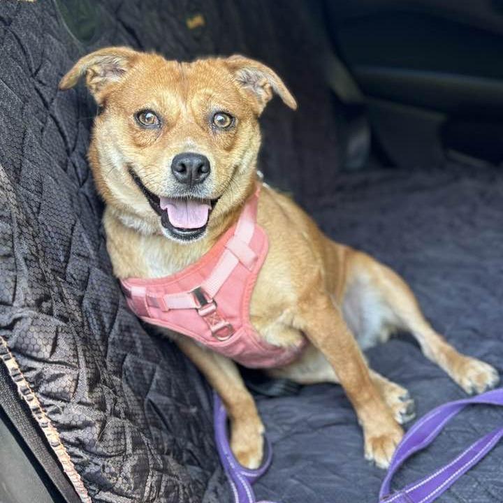 Enlarge Boo, a Adoptable mixed breed in Walden, NY image 2/3