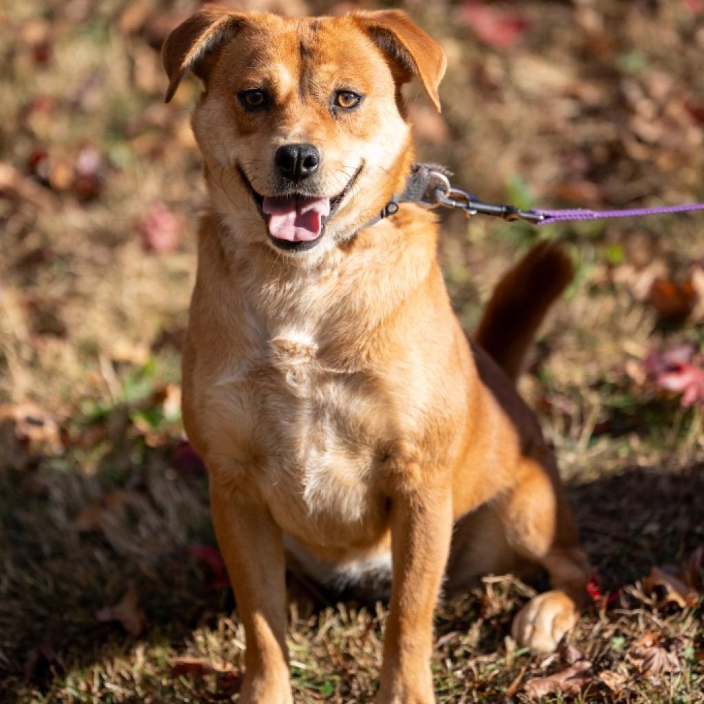 Enlarge Boo, a Adoptable mixed breed in Walden, NY image 3/3