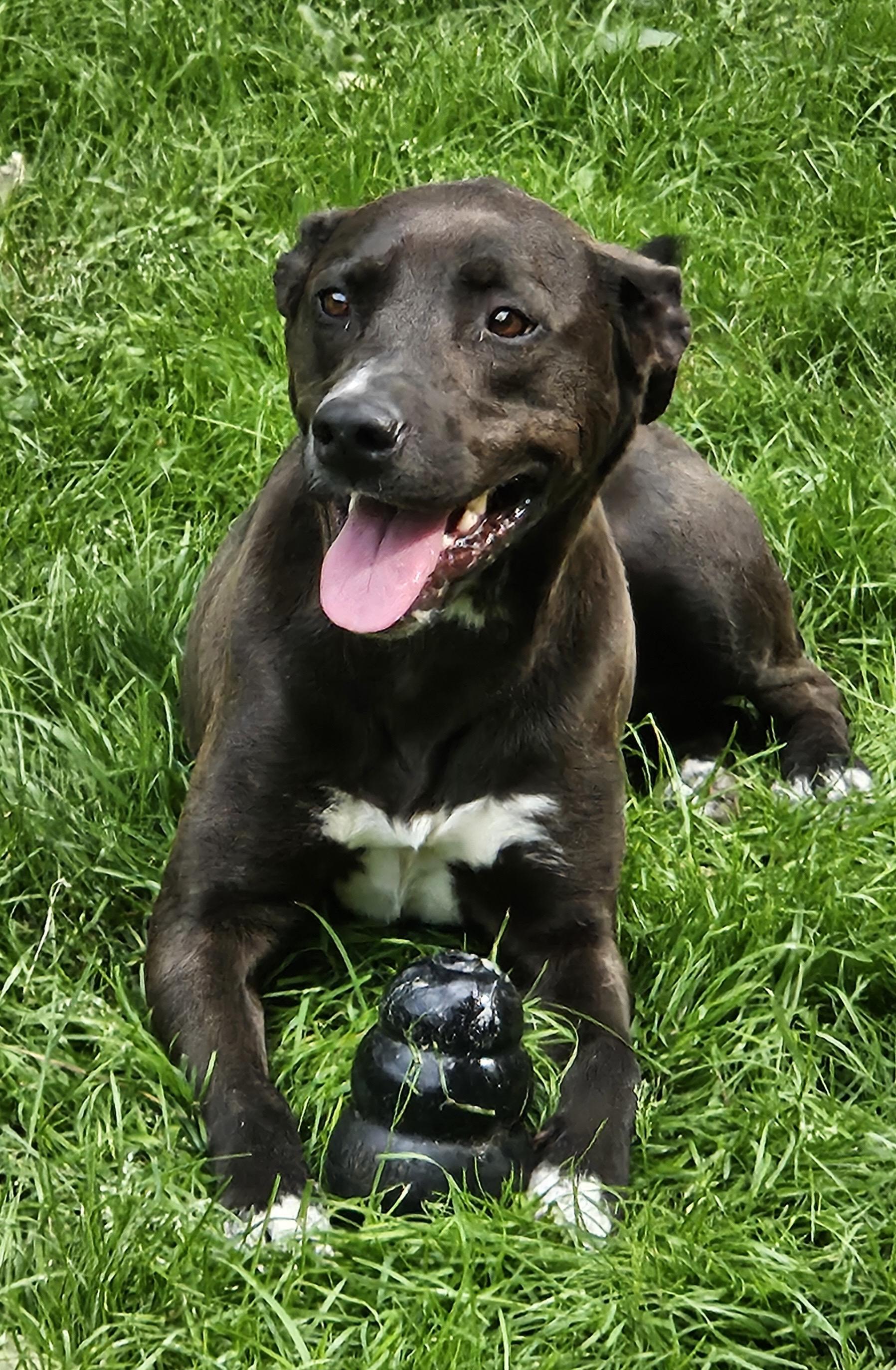 Enlarge Piper Marie, an adopted mixed breed in Heathsville, VA image 1/4