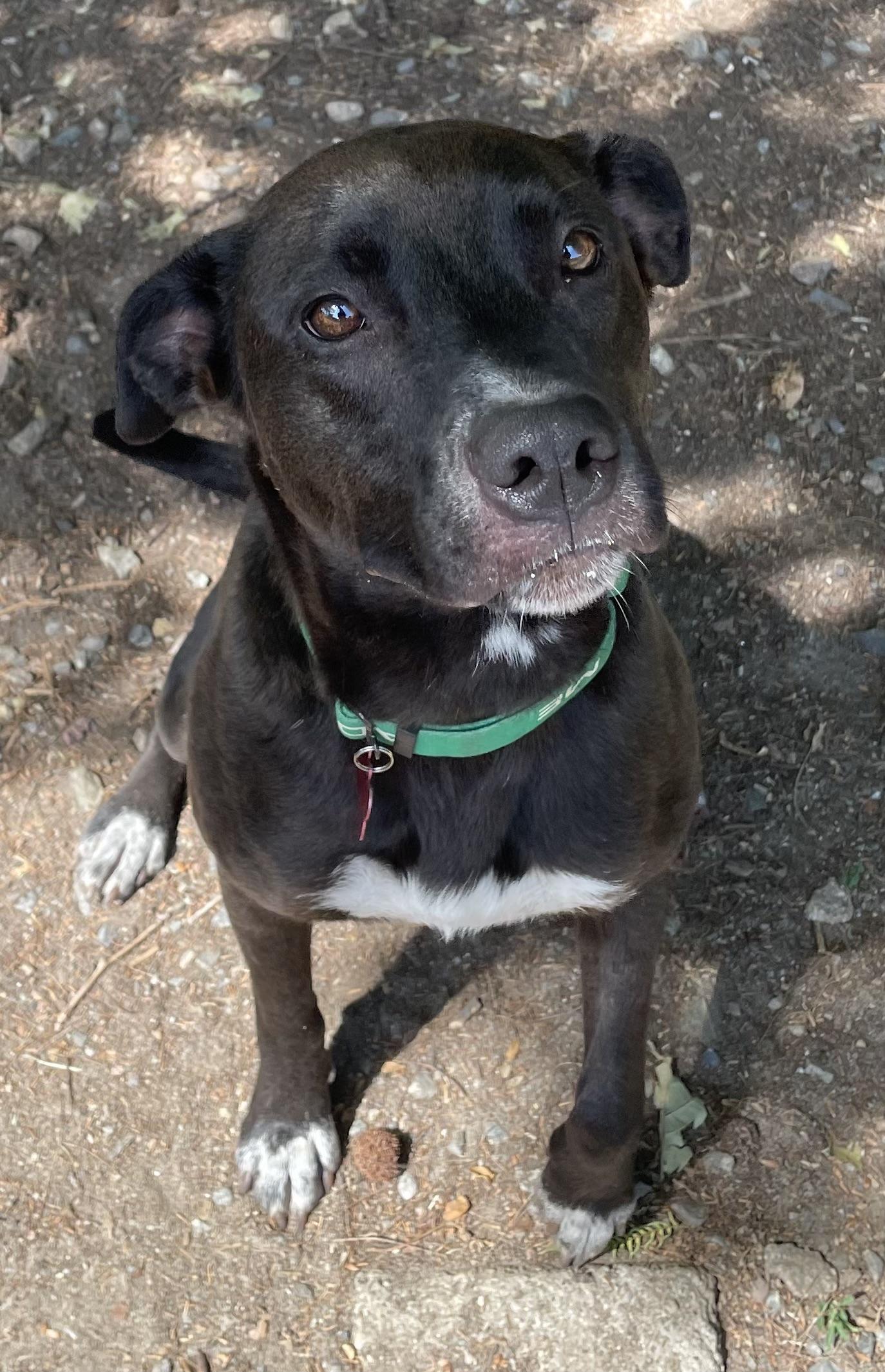 Enlarge Piper Marie, an adopted mixed breed in Heathsville, VA image 3/4
