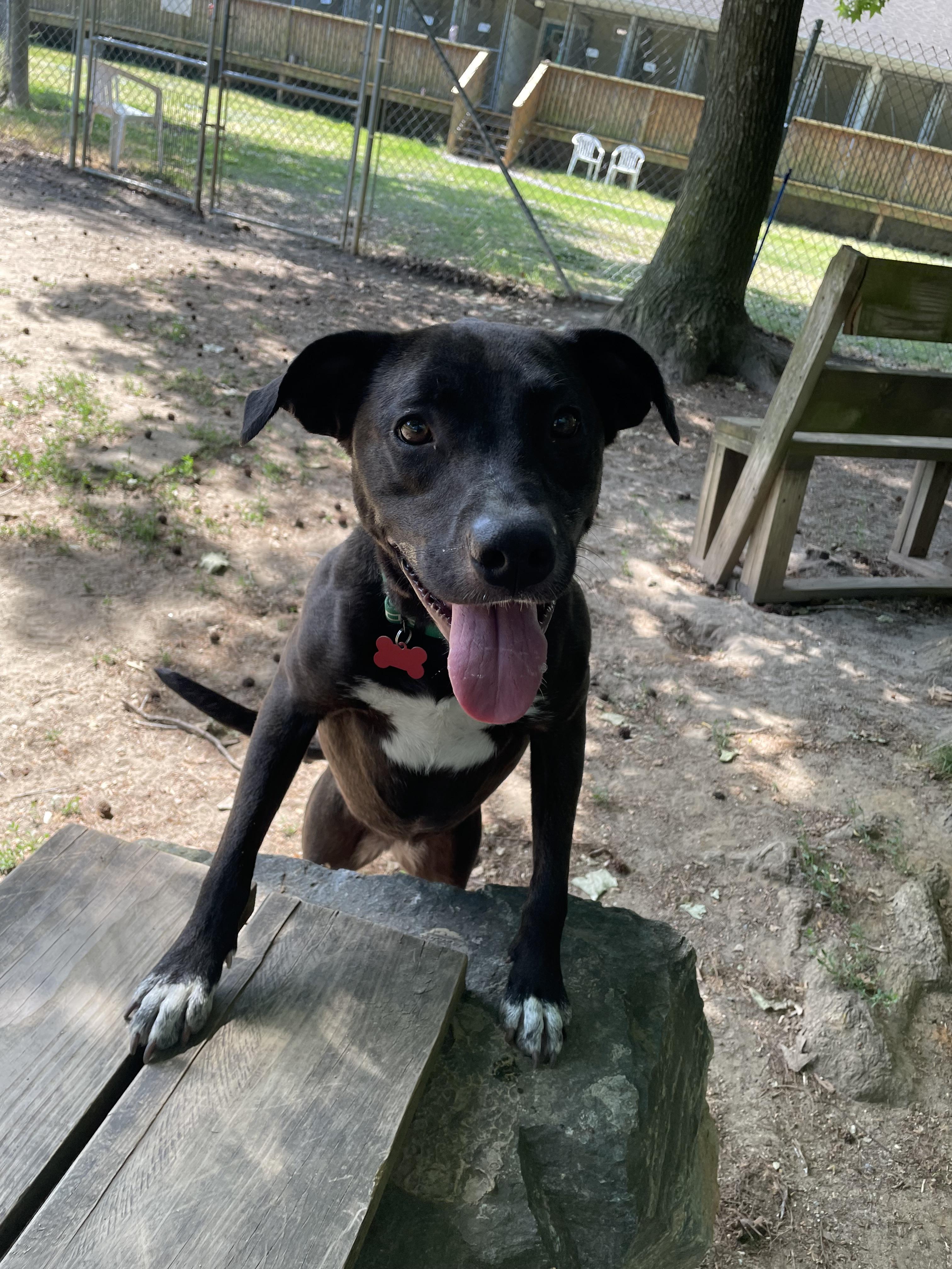 Enlarge Piper Marie, an adopted mixed breed in Heathsville, VA image 2/4