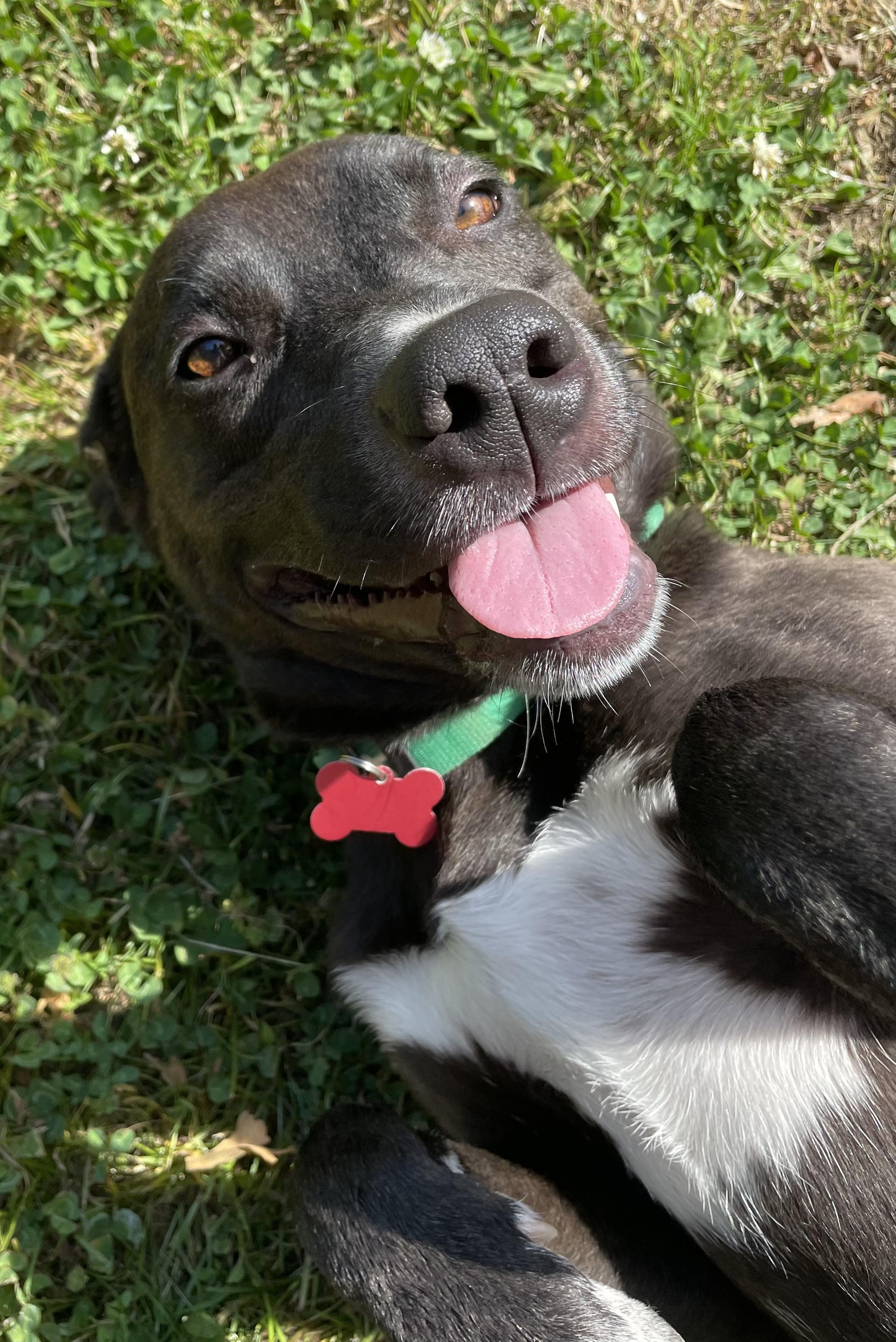 Enlarge Piper Marie, an adopted mixed breed in Heathsville, VA image 4/4