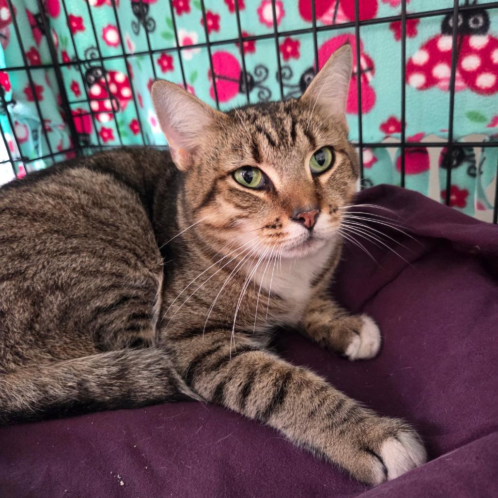 JT, Adoptable, Young Male Domestic Short Hair.
