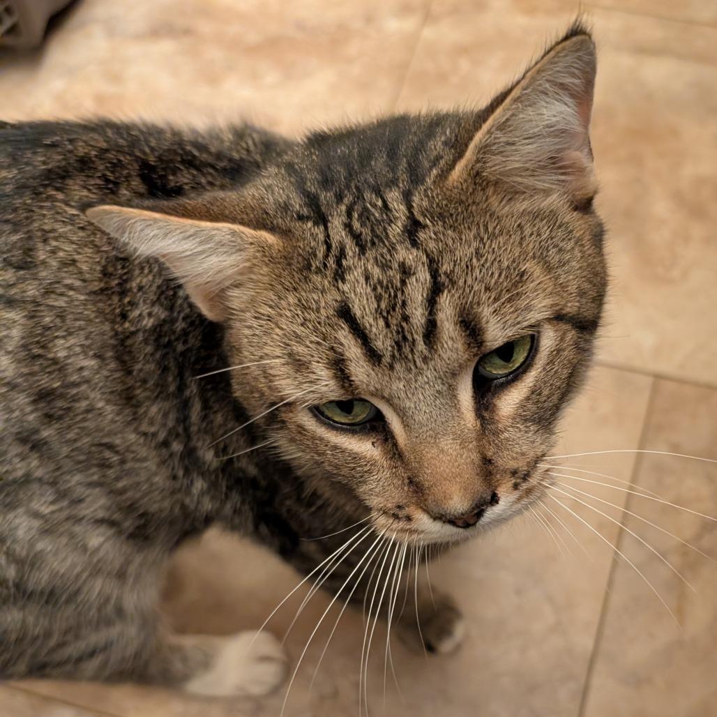 Enlarge JT, a Adoptable Domestic Short Hair in Abingdon, MD image 2/3