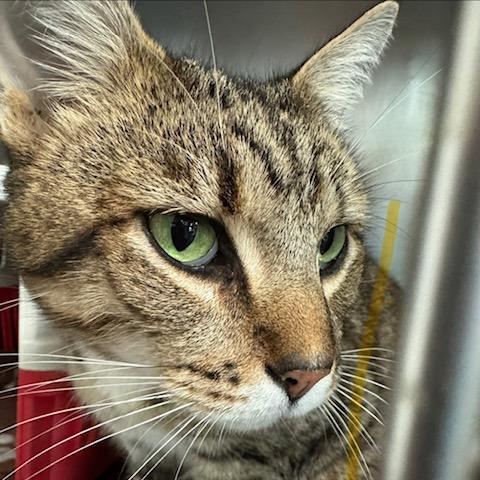 Enlarge JT, a Adoptable Domestic Short Hair in Abingdon, MD image 3/3