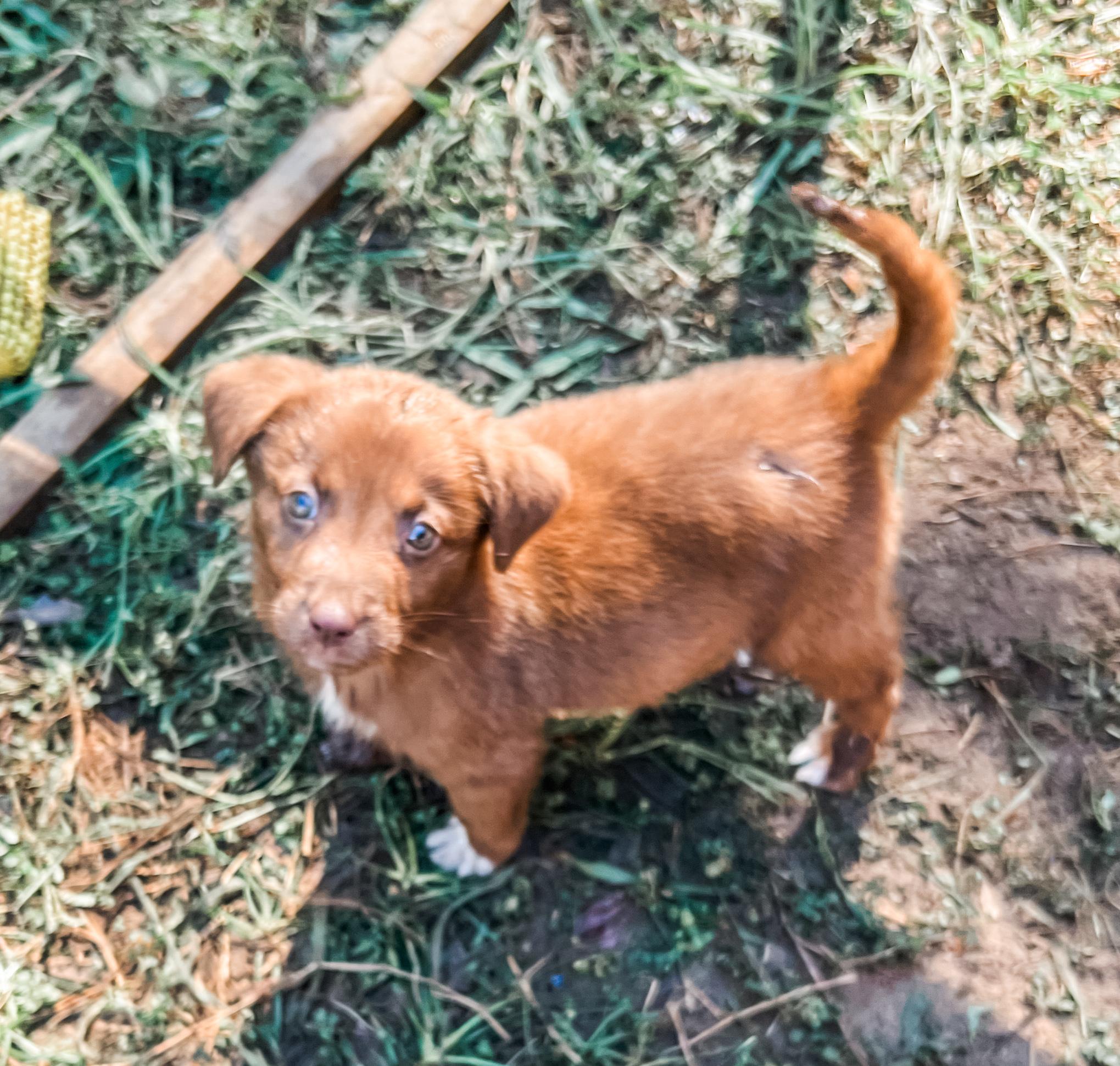 Enlarge Biscoff, a Adopted mixed breed in Bradenton, FL image 1/6