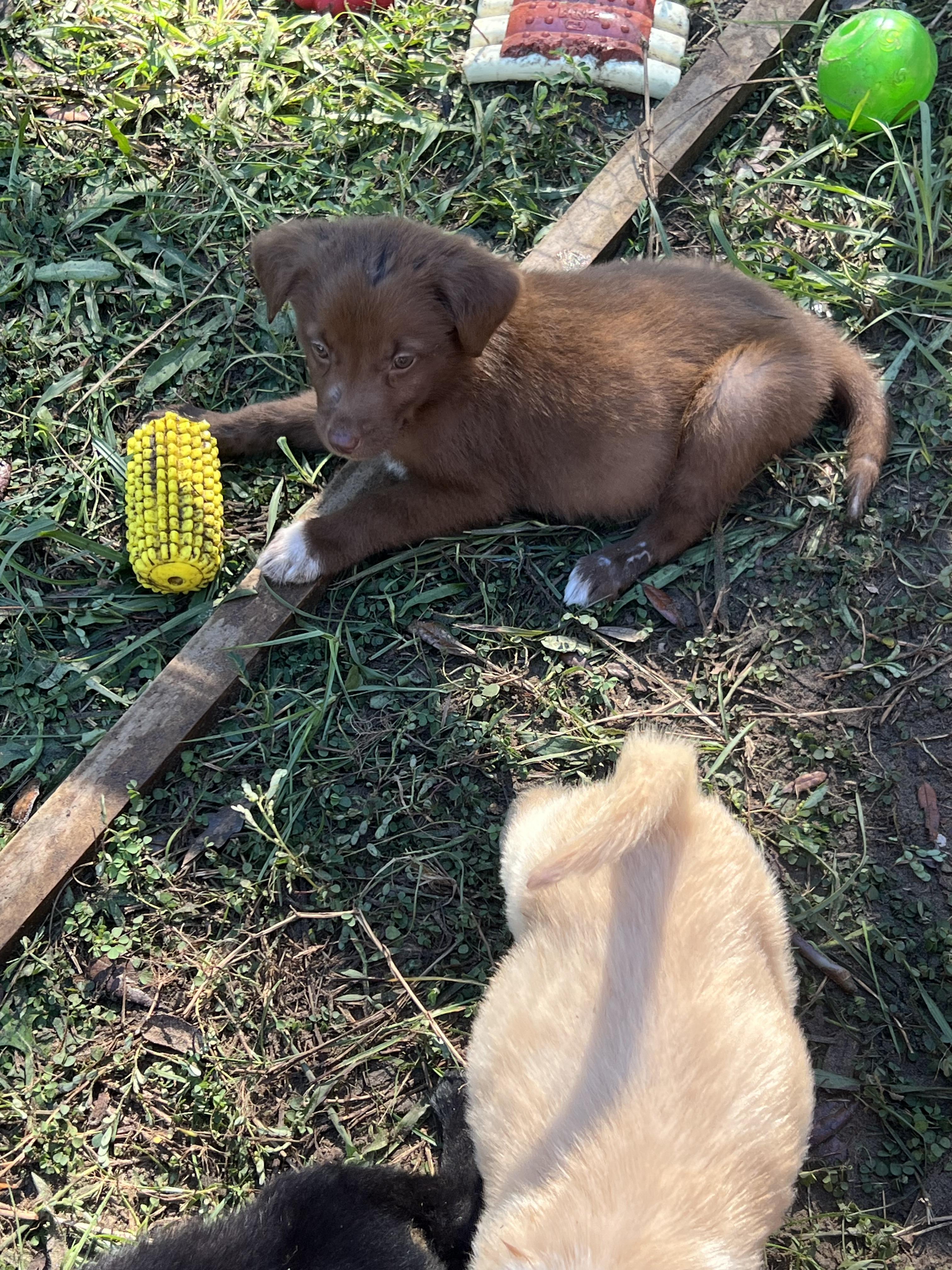 Enlarge Biscoff, a Adopted mixed breed in Bradenton, FL image 2/6