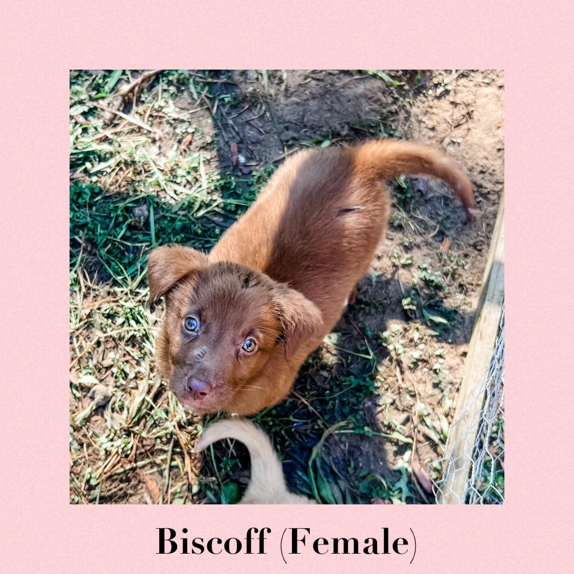 Enlarge Biscoff, a Adopted mixed breed in Bradenton, FL image 3/6