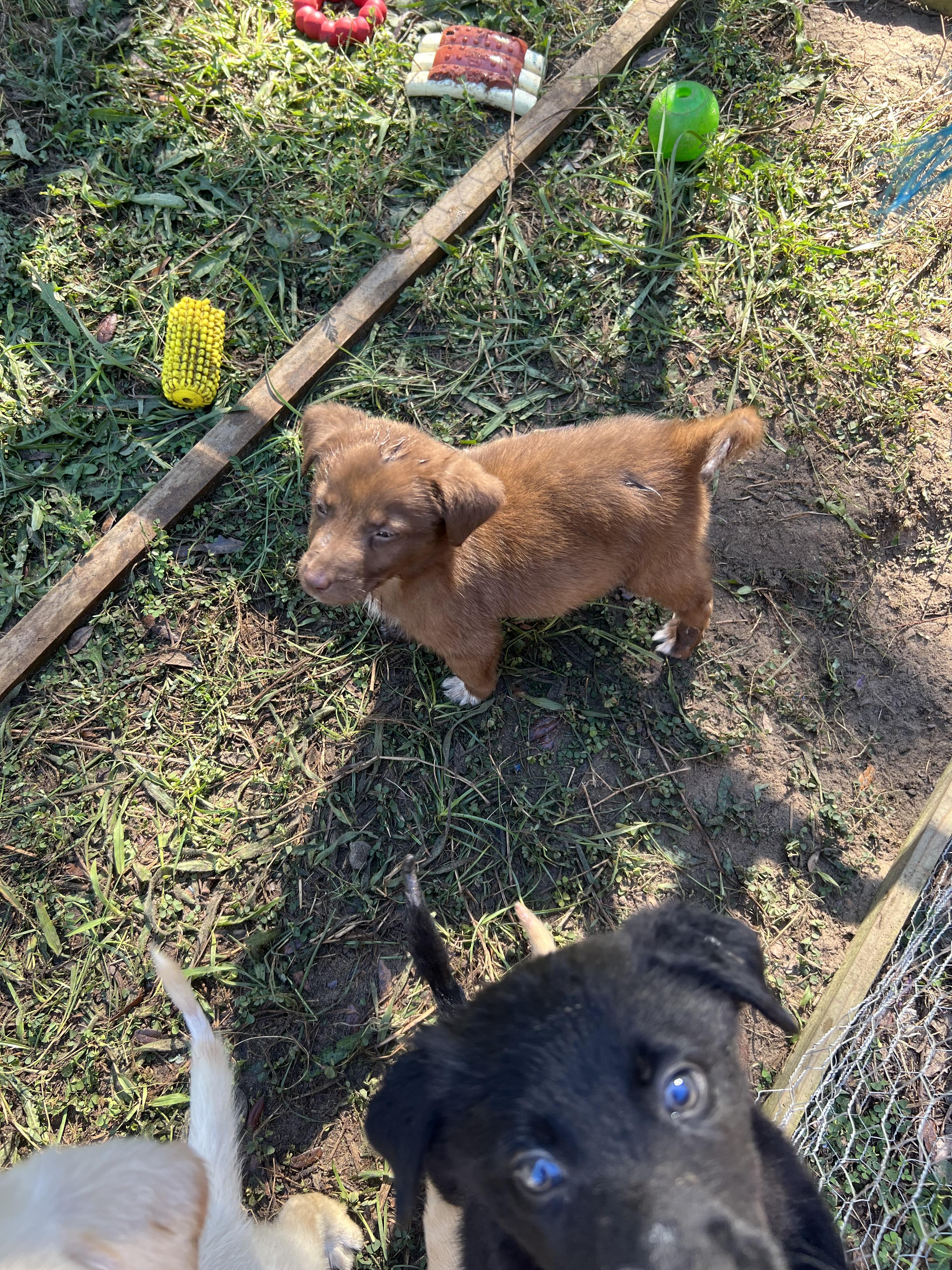 Enlarge Biscoff, a Adopted mixed breed in Bradenton, FL image 4/6
